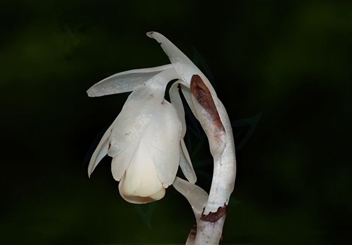 冥界之花为什么叫起死回生的仙草,大量出现冥界之花的预兆