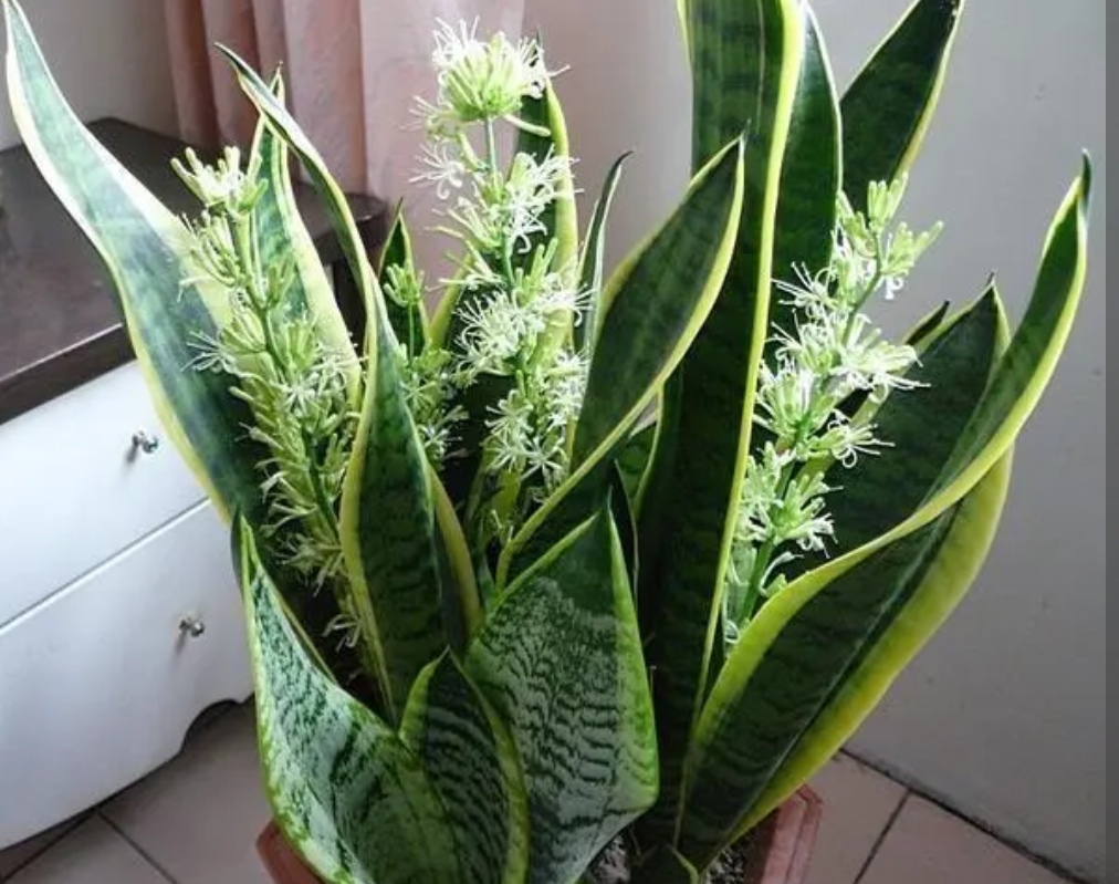 家里什么花不能养释放毒气,自带财气的8种花客厅养
