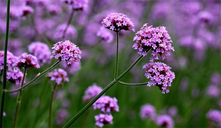 这种野马鞭草，在亚欧大陆均有分布，美似薰衣草，关注的人却不多