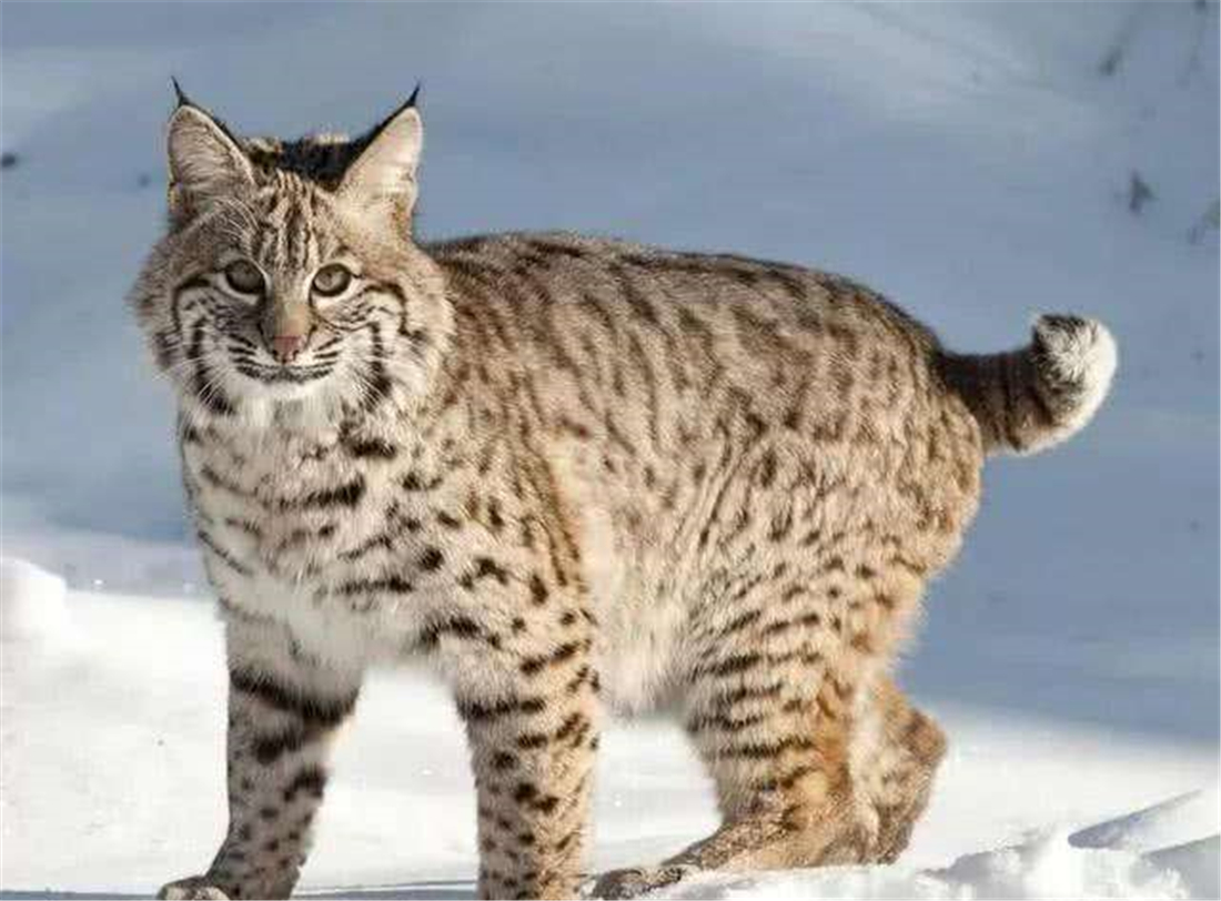 四川贡嘎山猞猁,四川贡嘎山猞猁与藏獒真实视频