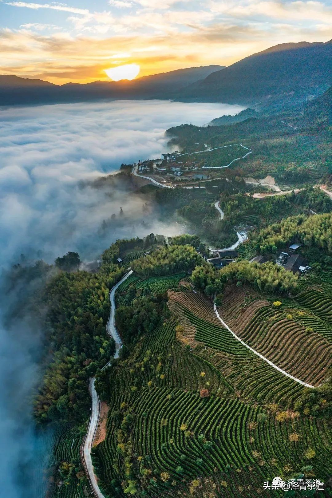 福建中国茶叶第一大省,中国茶叶排名第一省