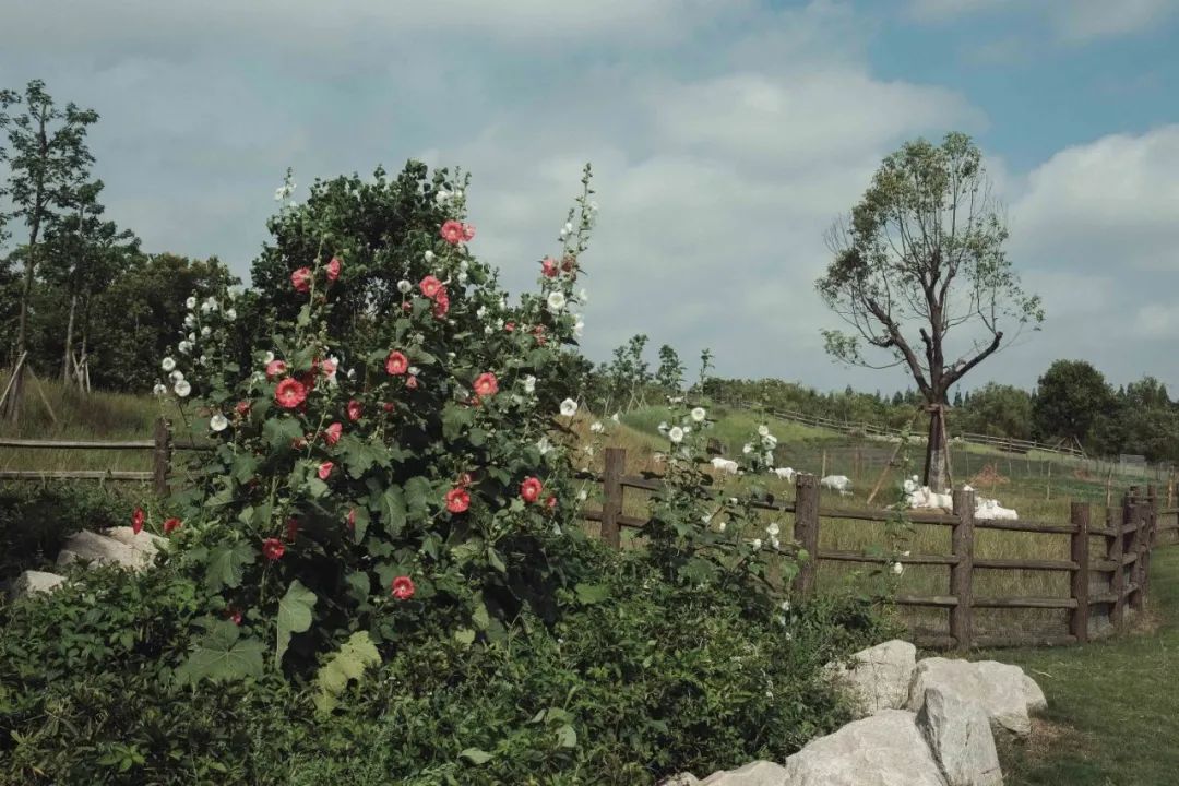 20亩果园盈利模式,农场果园10大盈利模式