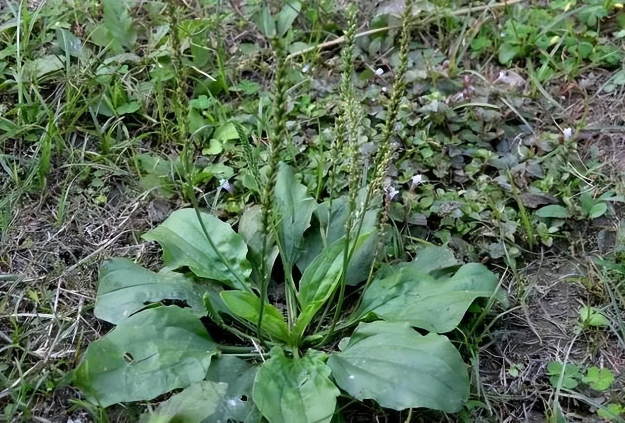 植物识别小口诀，总结的太全了！