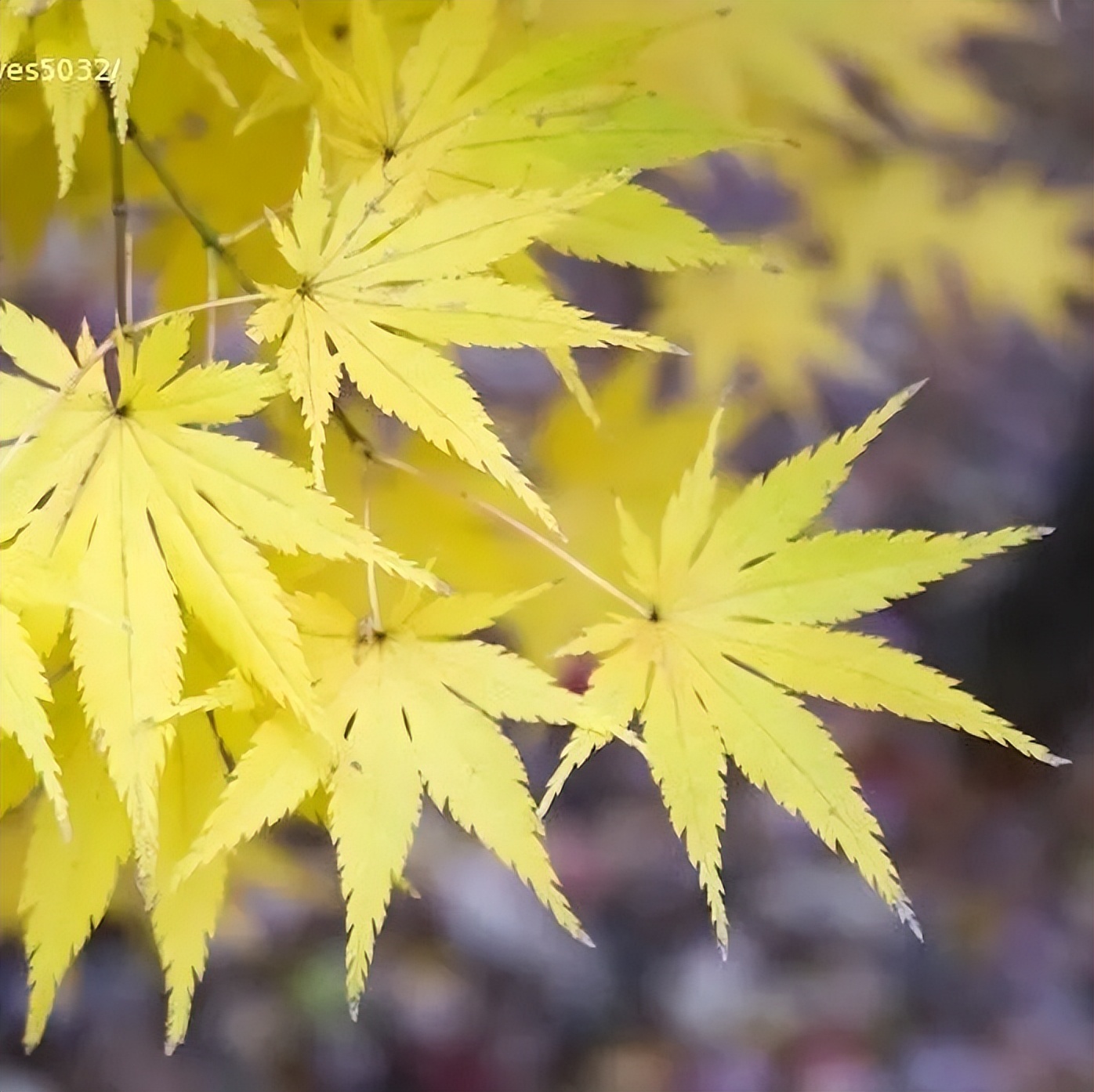 「秋天必看」枫树图鉴22年版——鸡爪枫及日本枫篇