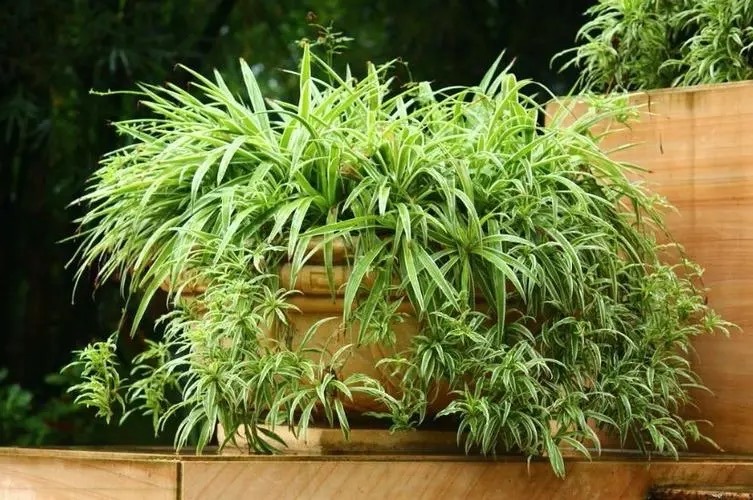 现代装修适合摆放哪些花,装修好屋里摆放什么花