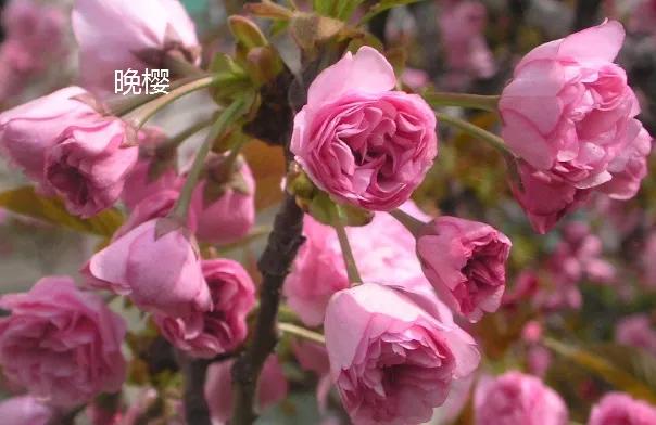 十首最美春日诗词邂逅最美春愁,关于春日的唯美的诗句