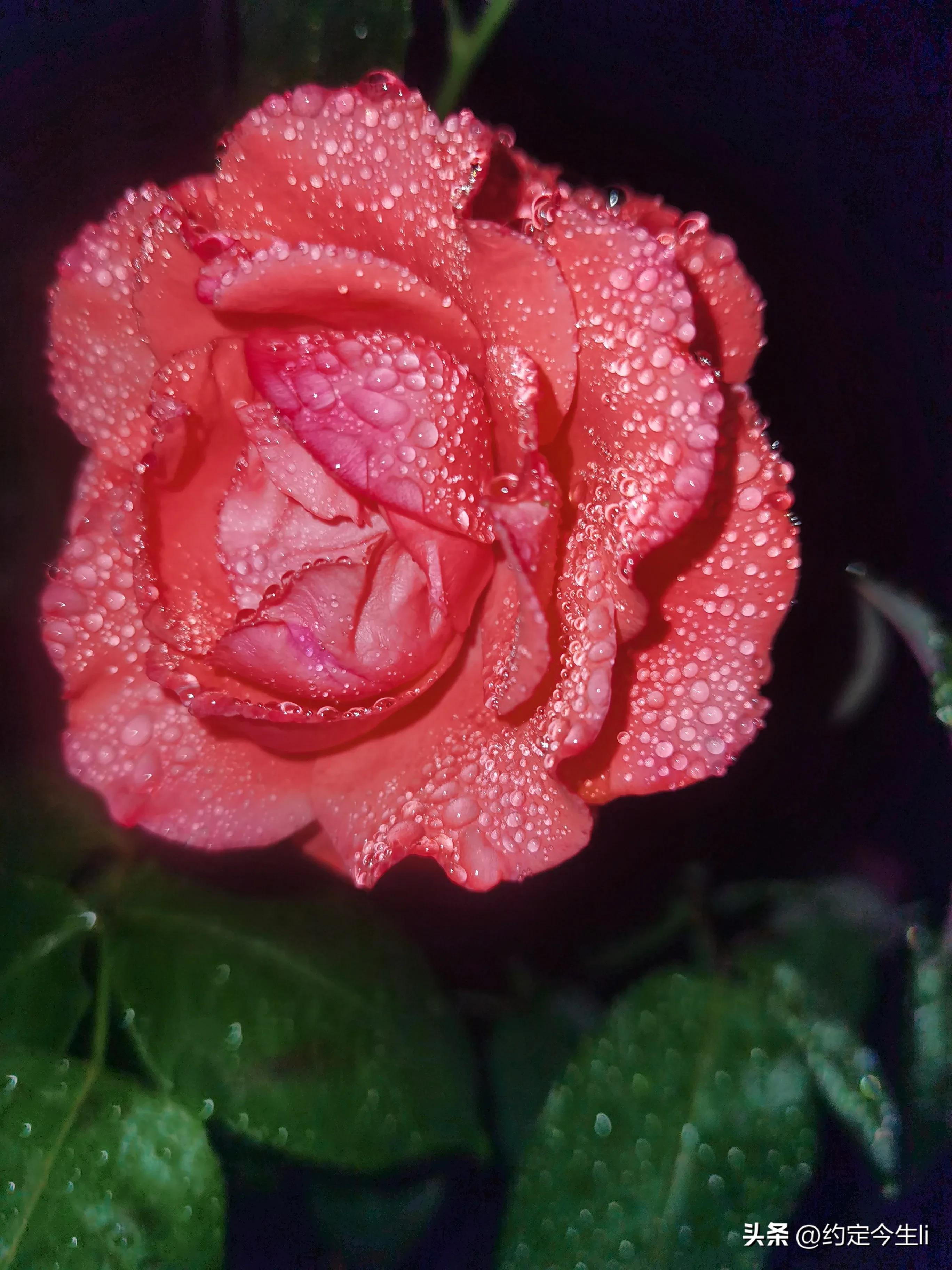 一束花的图片大全大图,一束花的仪式感