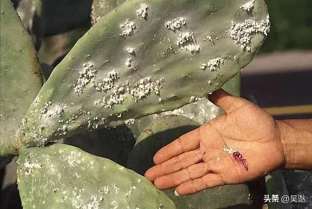 口红是虫子的尸体做的吗,女生口红是虫子尸体提炼的吗