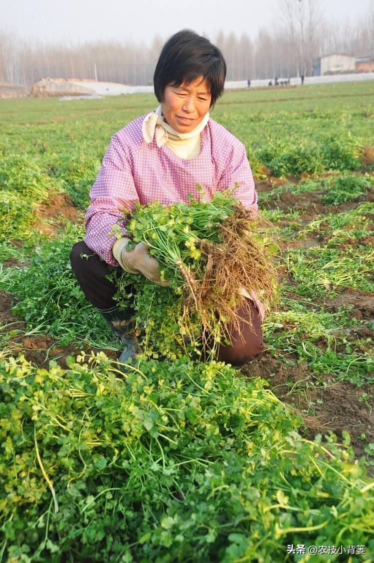 香菜怎样种植出苗快产量高,秋季大棚种植香菜技术