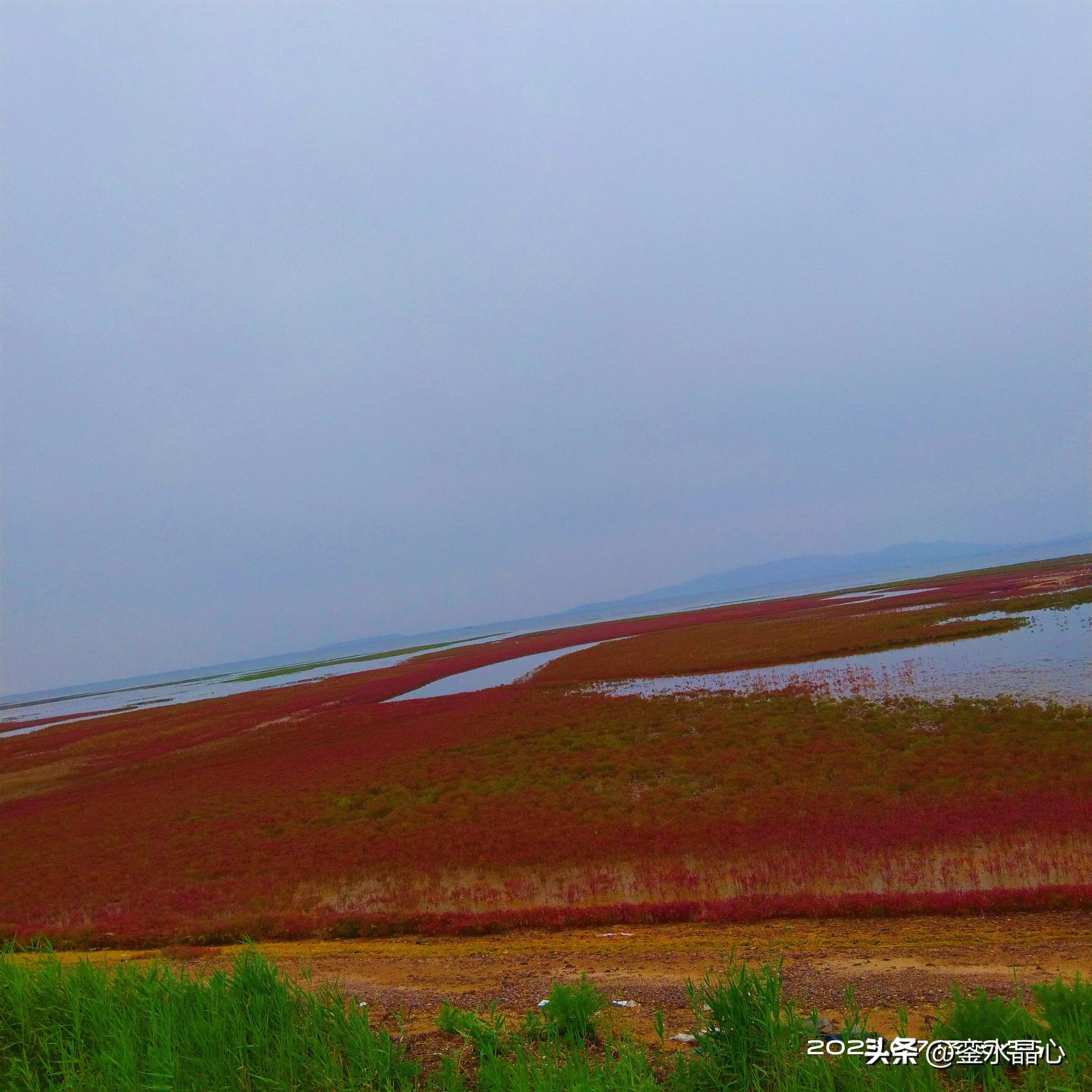 兴城红海滩值得去吗,兴城红海滩十月一日去红吗