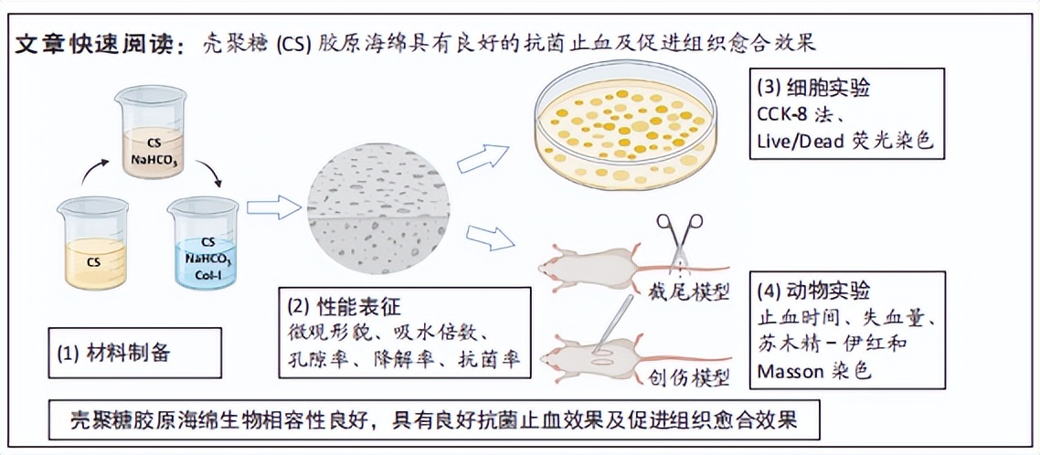 壳聚糖胶原海绵的抗菌止血性能