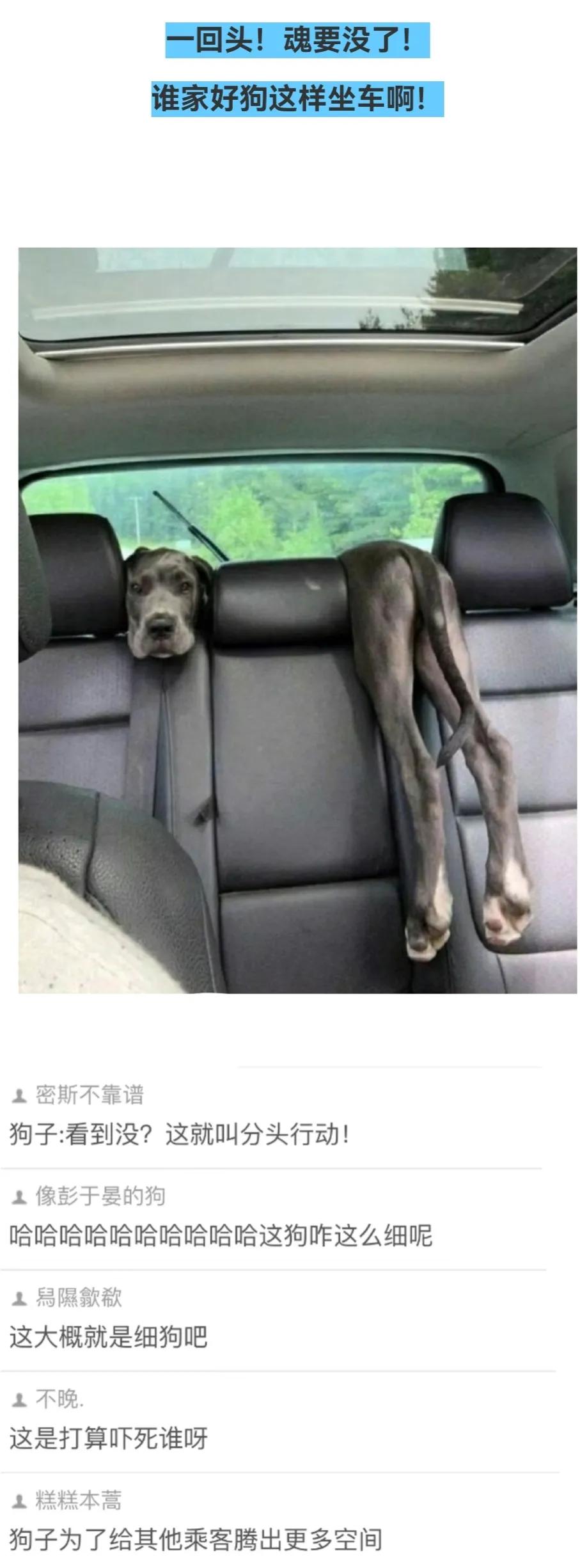 今日笑话原版,蚂蚁大象青藏高原笑话