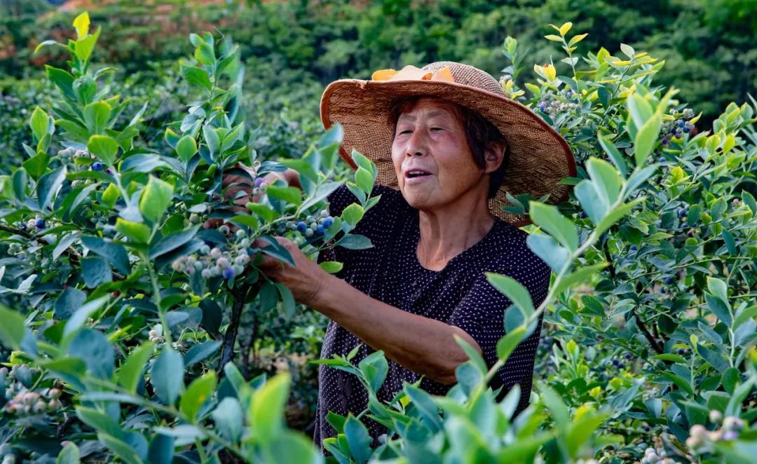 “min”甜爆汁！西瓜、蓝莓、桃子......彭州今夏水果新鲜开摘喽