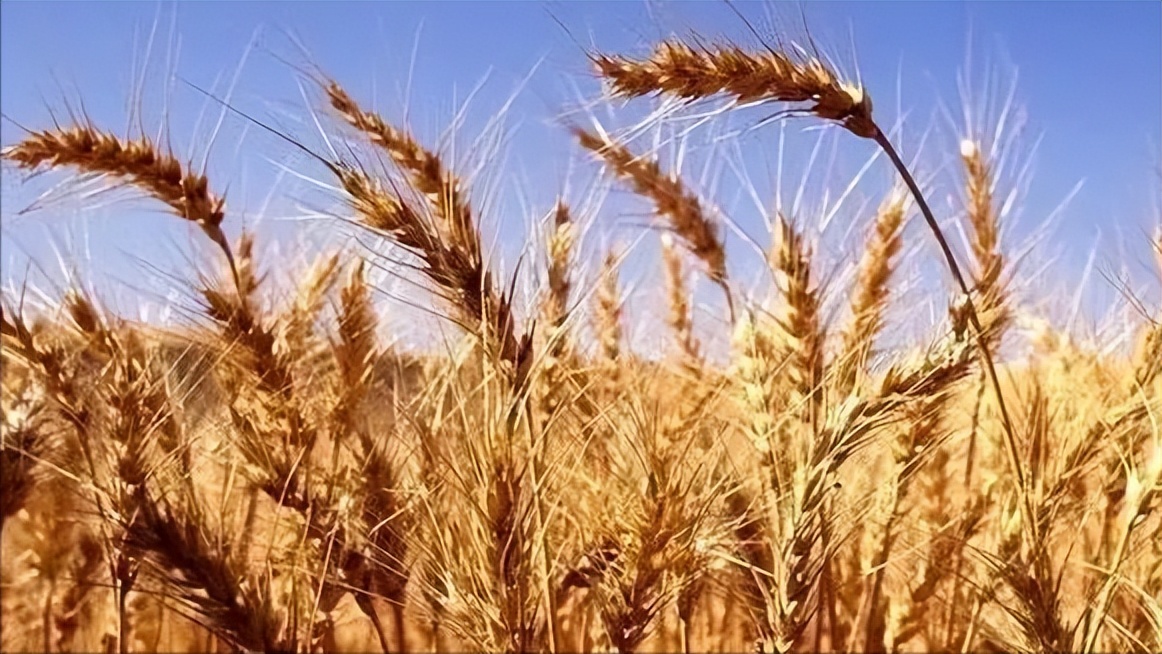 大麦的栽培与管理,大麦栽培技术有哪些