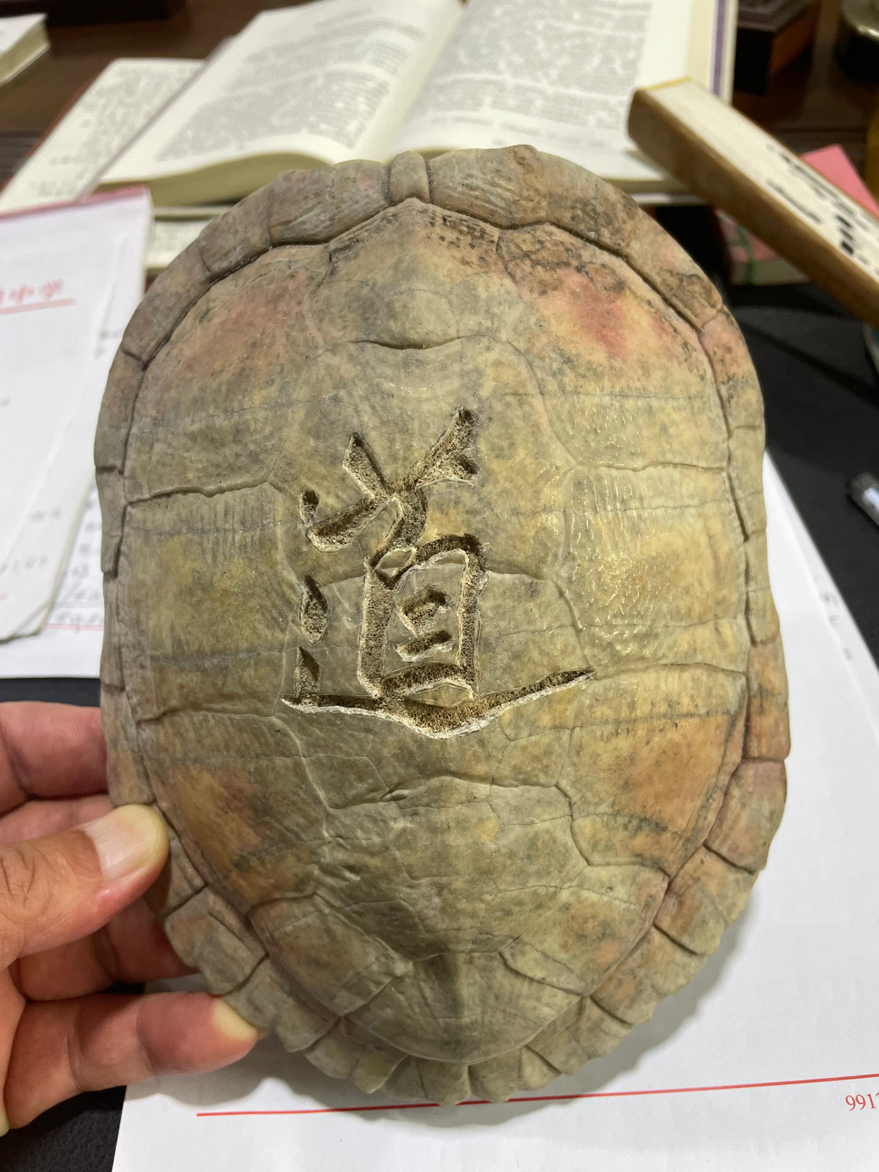 神奇的乌龟绘本故事,神奇的乌龟小视频