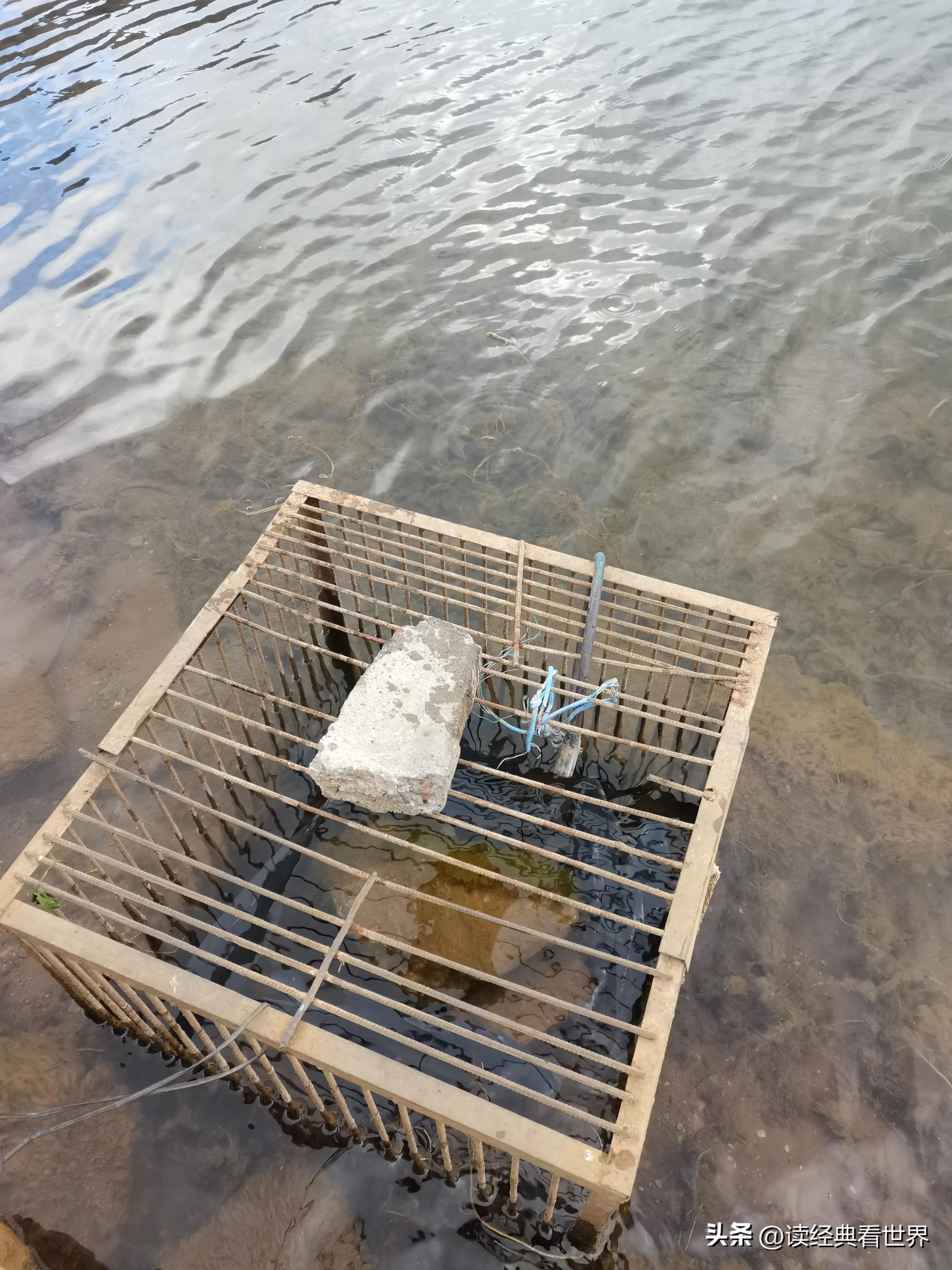 泸沽湖蒸汽石锅鱼品种,泸沽湖的蒸汽石锅鱼