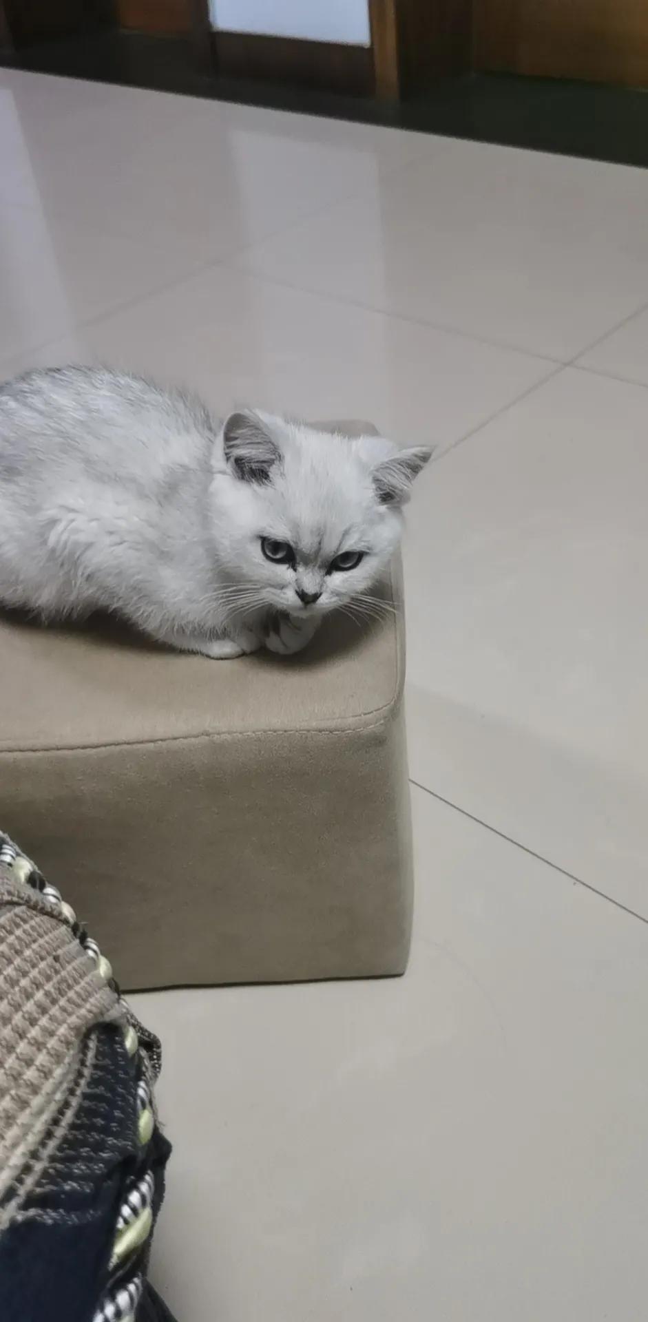 猫瘟不治疗会好吗,云南白药治疗猫瘟