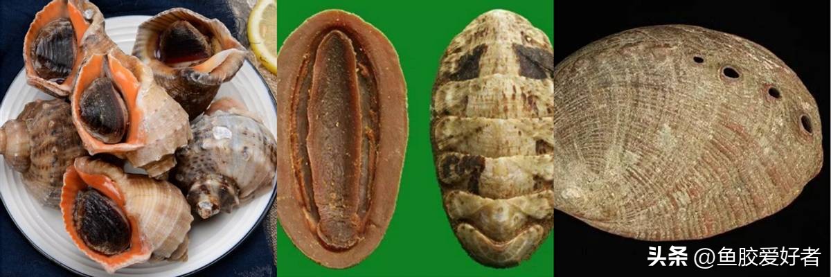 【技术贴】买鲍鱼一定要学会看这几点！