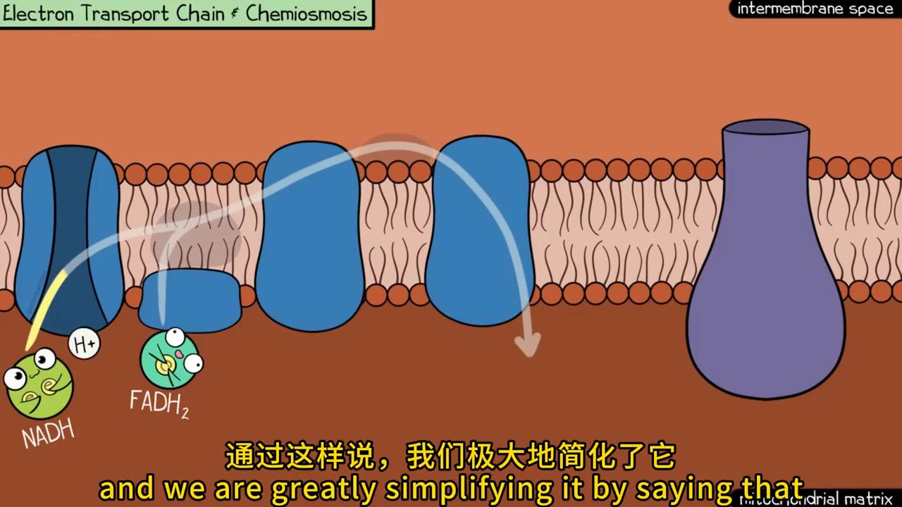 CellularRespiration,UPDATED细胞呼吸#动画