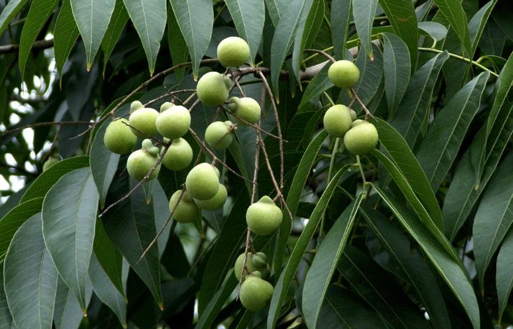 古代人洗发用的皂角是什么,古代人用什么洗发养发