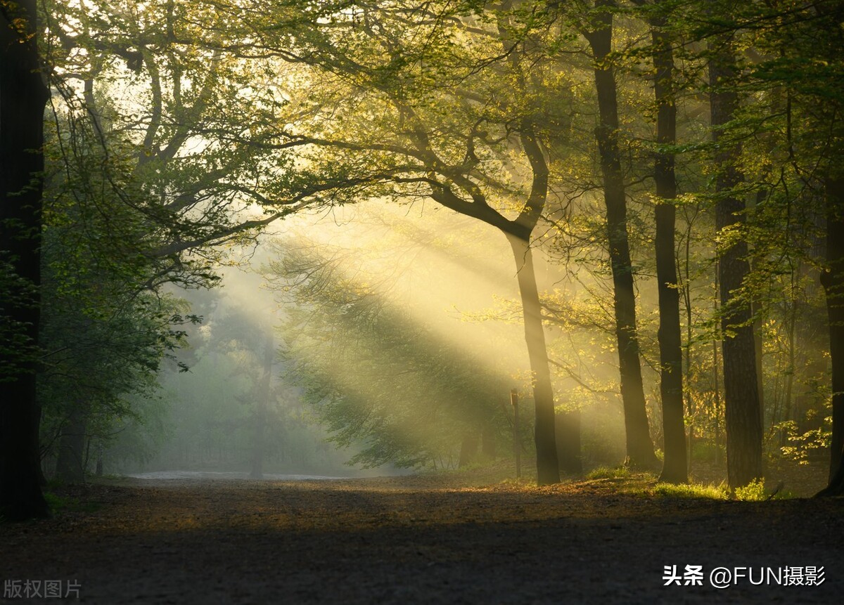 丁达尔效应达利园效应达芬奇效应,达利园效应和丁达尔效应同时出现