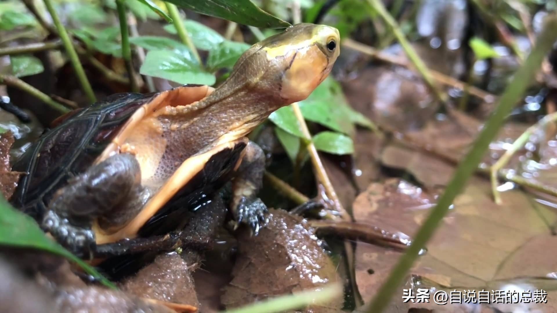 玄武龟蛇大战,罕见别致的龟蛇大战