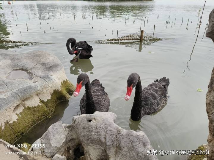 vivox80巅峰极速测评,今年旗舰机最推荐的vivox80