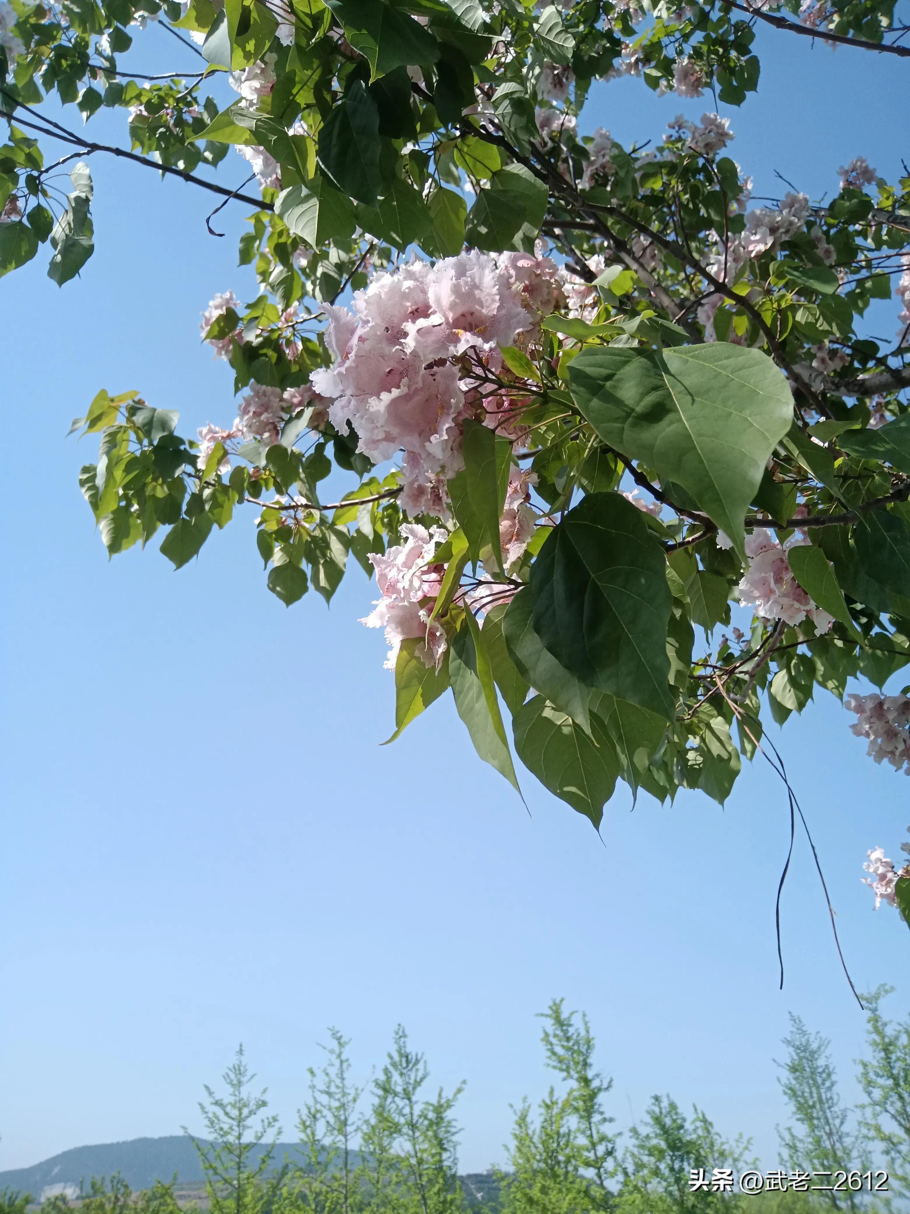 一个为我折树上莲花灯的人