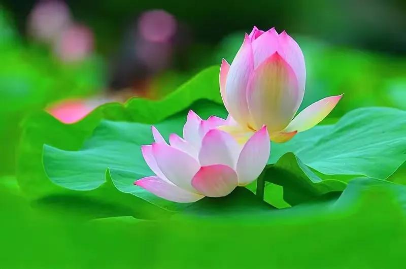 咏荷诗大全100首,十首绝美的咏荷古诗文库