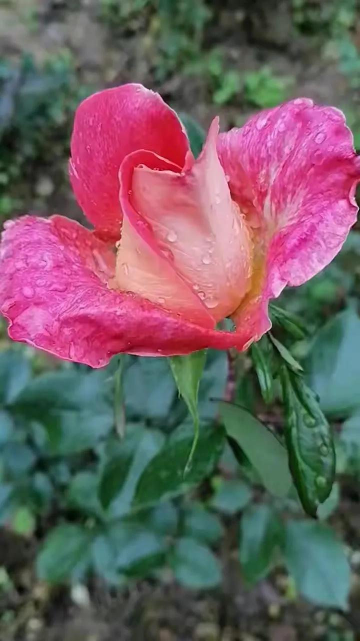 生活还要继续调整好情绪文案,生活还要继续吗