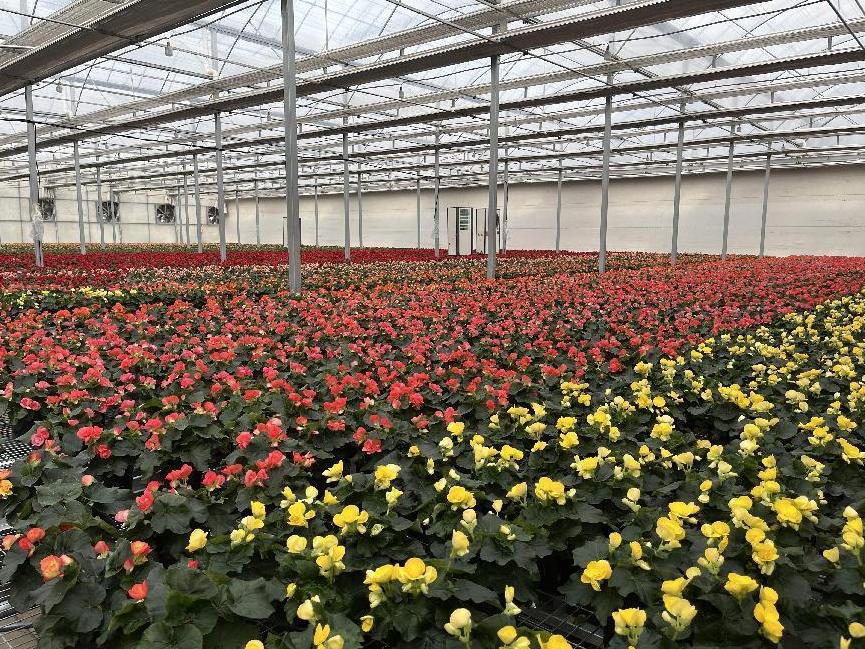 年宵花市场火热,鲁西南花卉市场有什么