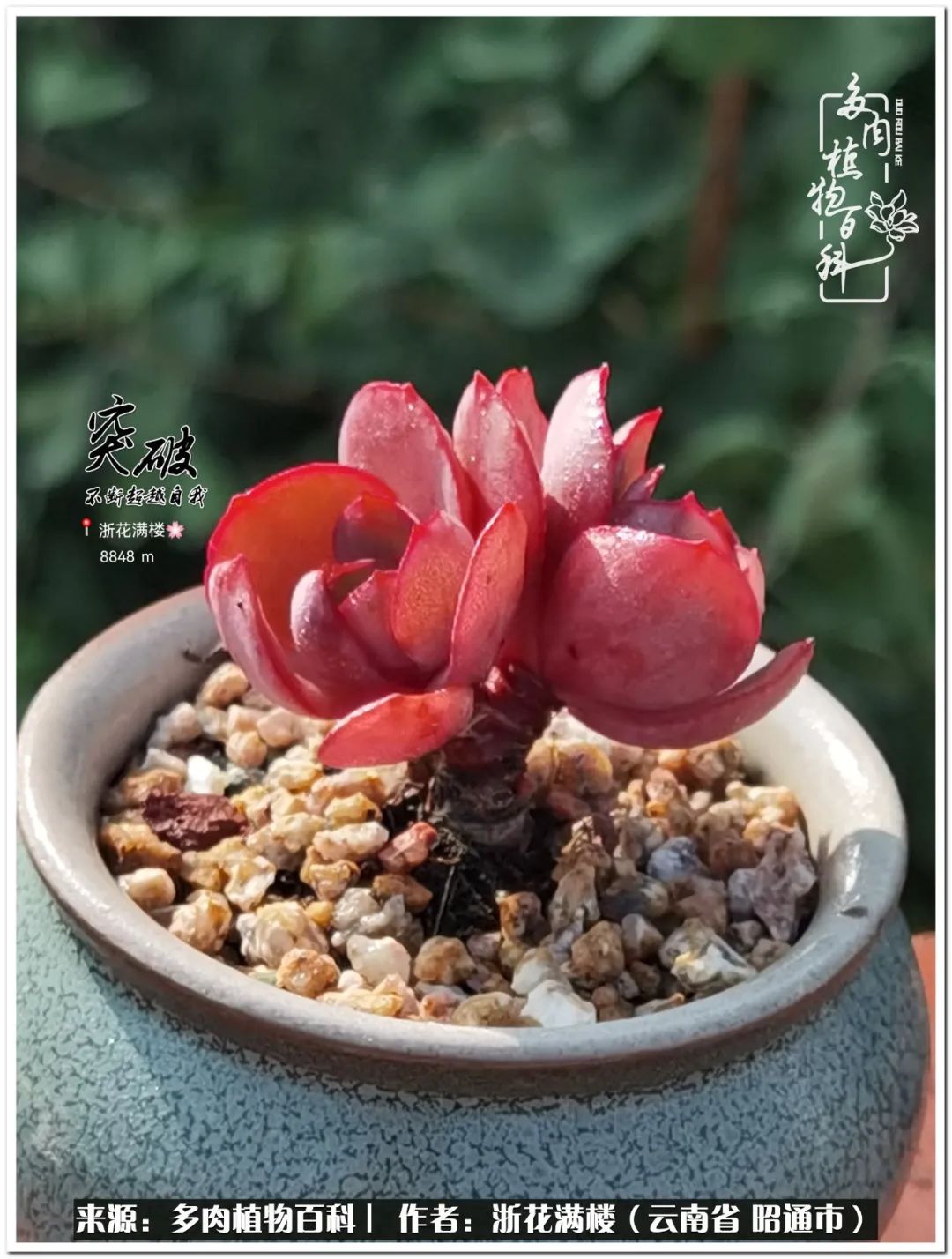 奔跑吧跑步,奔跑吧多肉盆栽