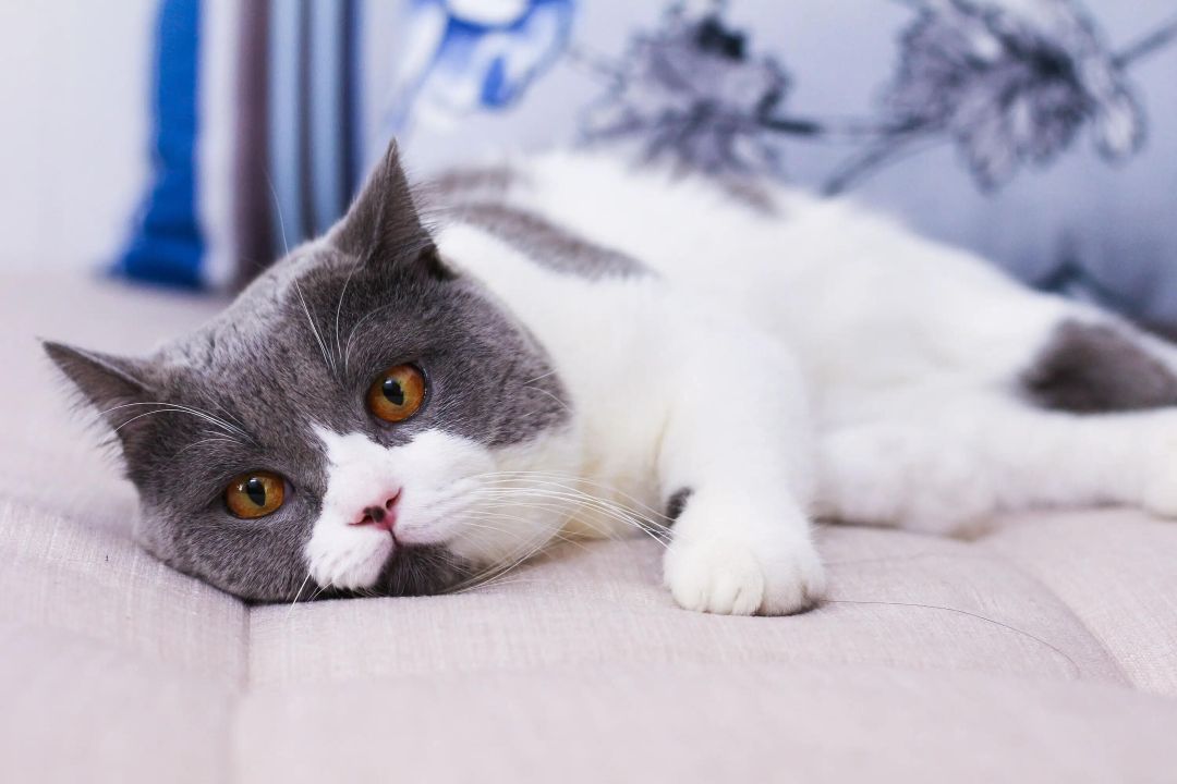 猫咪呕吐的原因和解决方法,猫咪呕吐到医院检查什么