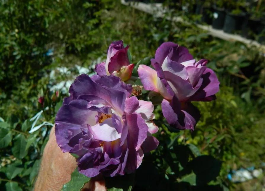 蓝色梦想树月季,蓝色梦想与什么蓝月季一样