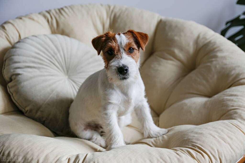 怎么保护小型犬幼犬身体,宠物犬饲养及防疫保健的注意事项