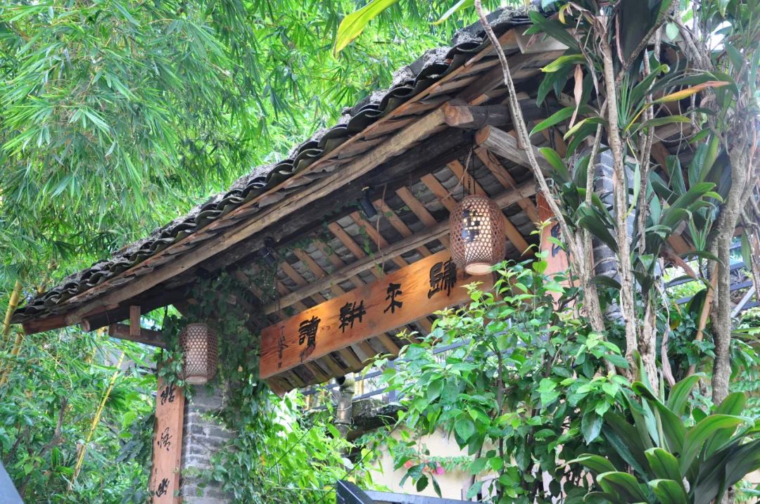 猫咪走太空步原视频最火,猫咪壁虎漫步视频