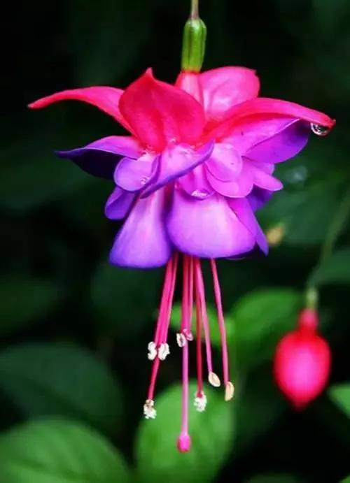美丽的花倒挂金钟,美丽的倒挂金钟花图片