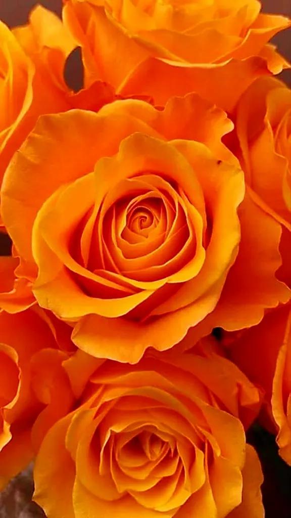 玫瑰是爱情的使者,玫瑰是每个女人的最爱