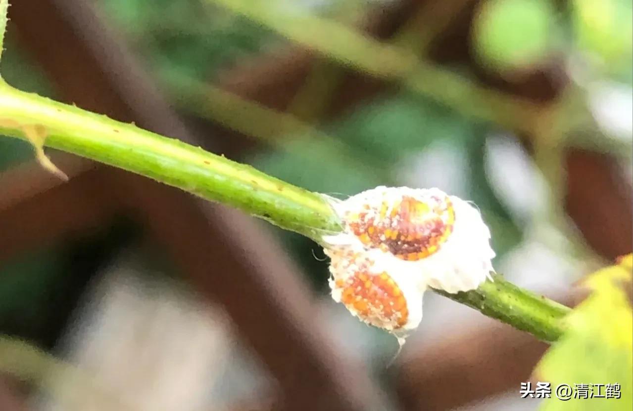 蚧壳虫专用杀虫剂使用方法,蚧壳虫专用花卉杀虫剂