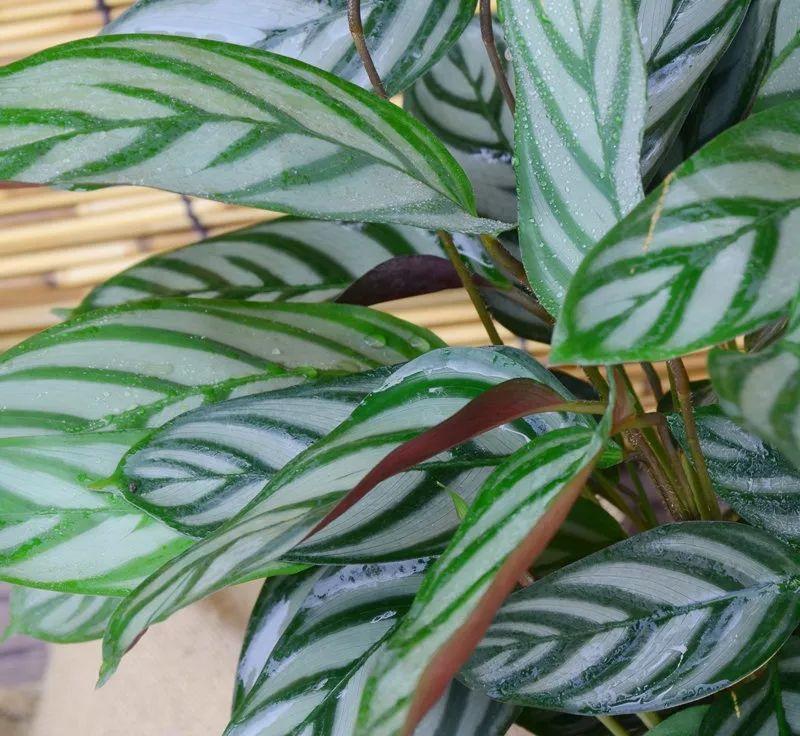 适合室内养的耐阴花和植物,什么花耐阴最好养不怕晒