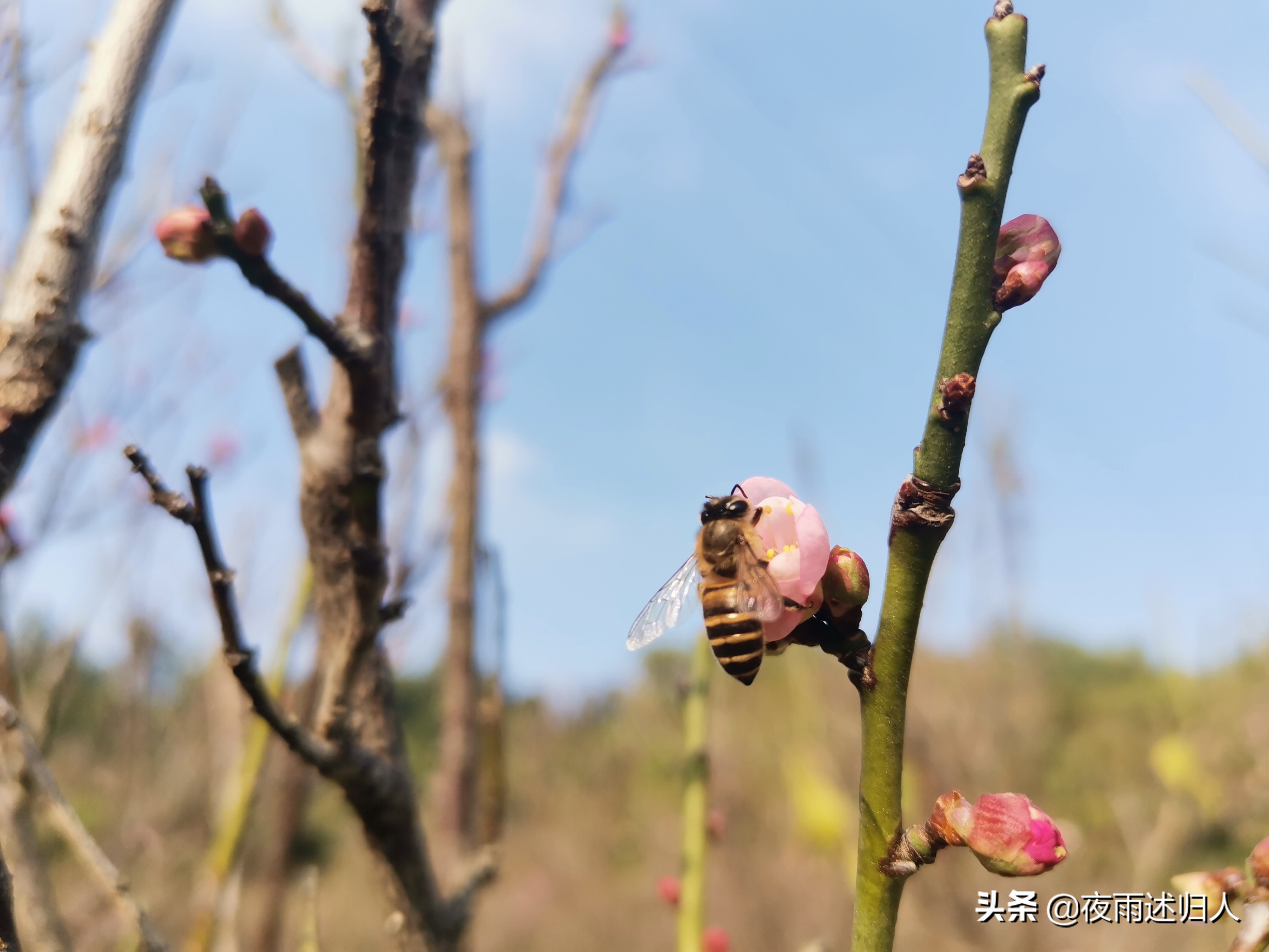 城南小陌花已开只见梅花不见人,城南小陌又逢春只见梅花的意思