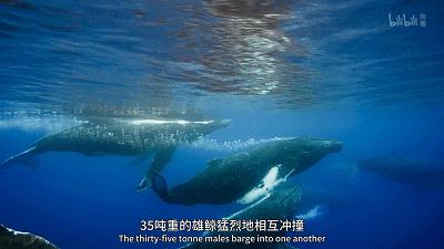 原来它们也有“性丑闻”，这片看完让我大开眼界