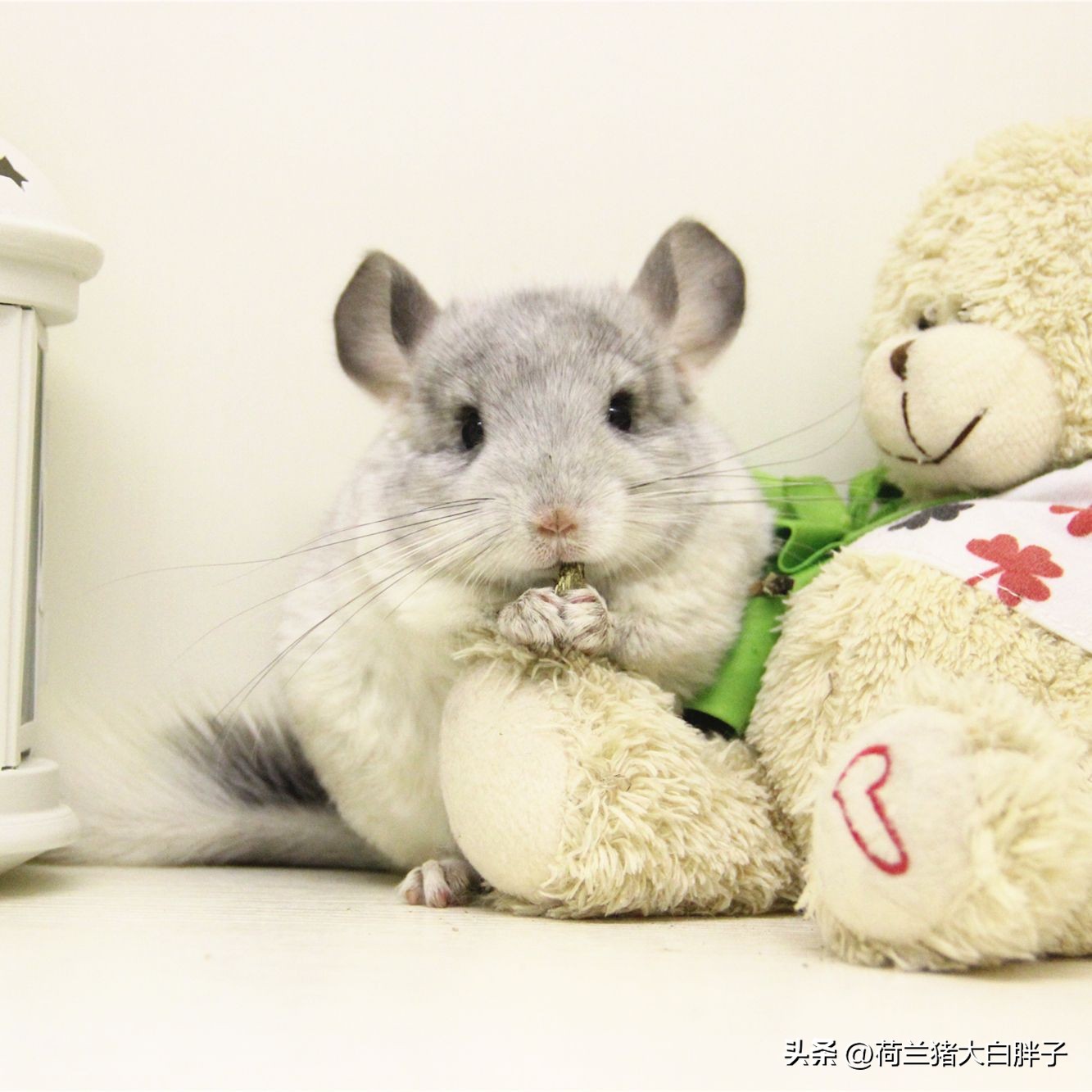 宠物龙猫怎么养得好看图片,养龙猫好还是仓鼠