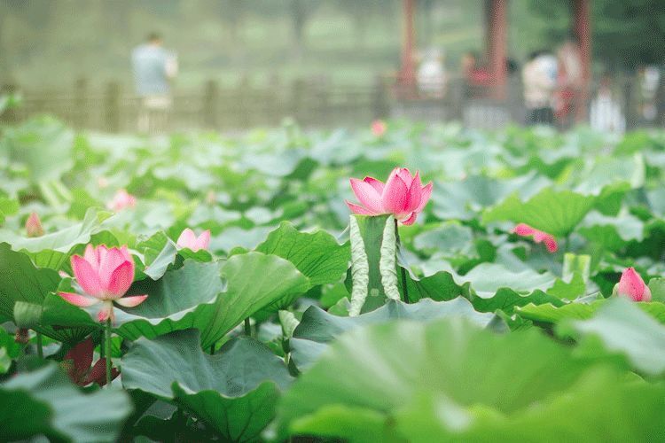 今日小暑风动莲生香图片,小暑至荷花香愿今夏光阴静万事安