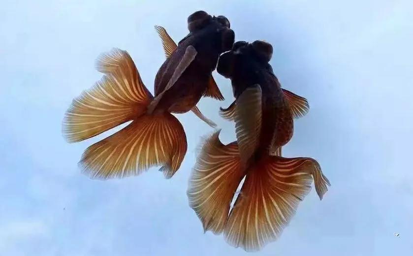 网上买鱼注意事项,网上买鱼需要什么手续