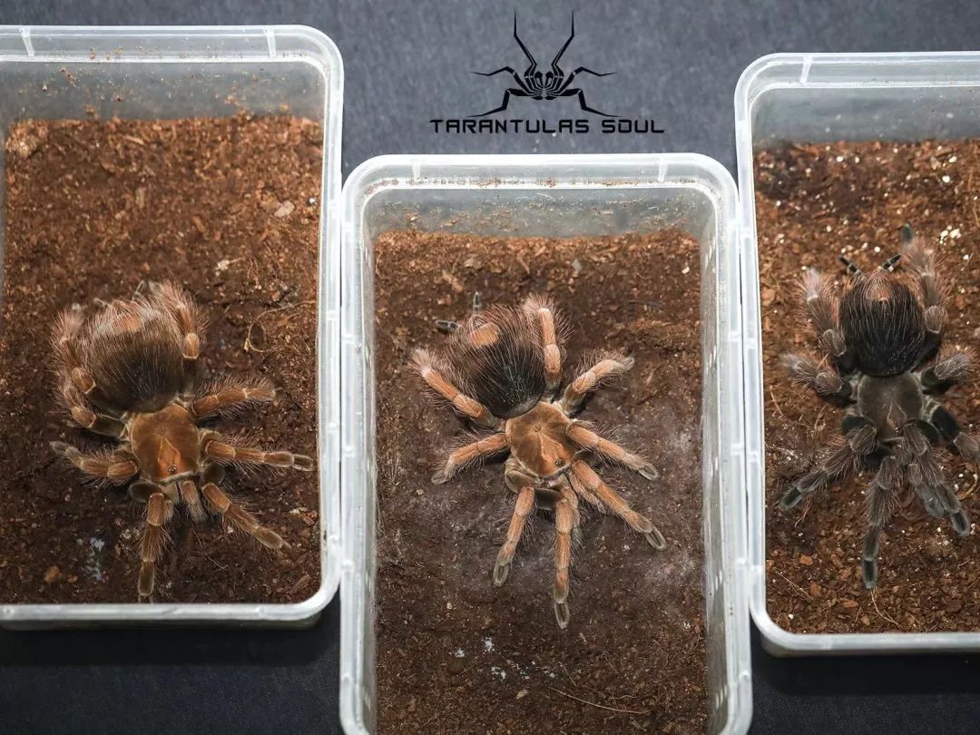 疫情与那些养爬行动物的人