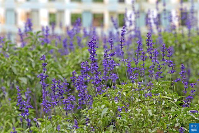 广州百万葵园葵花的花期,广州百万葵园五月份有什么花看