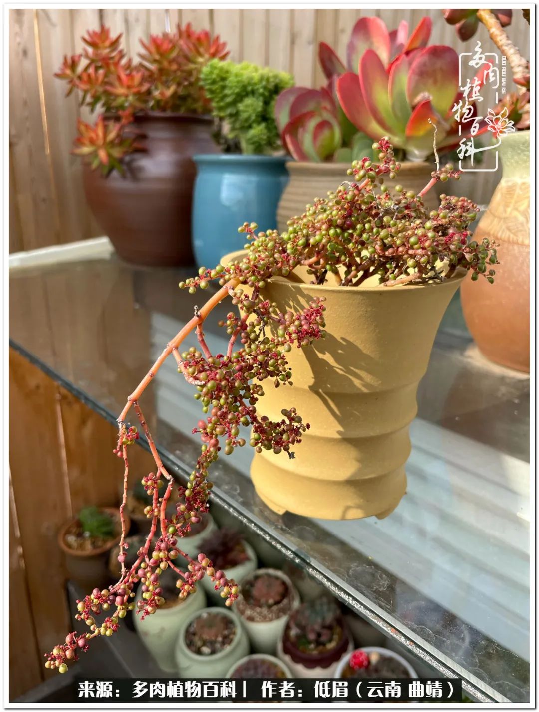 养了8年的多肉,养了七年多肉