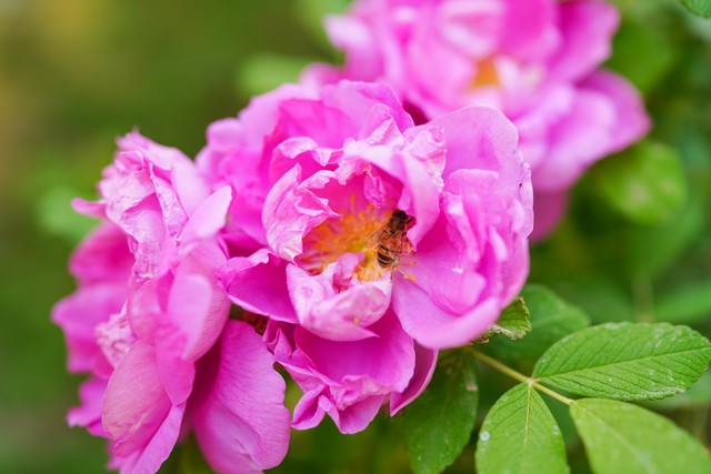 大马士革玫瑰纯露土耳其,大马士革玫瑰纯露去黄
