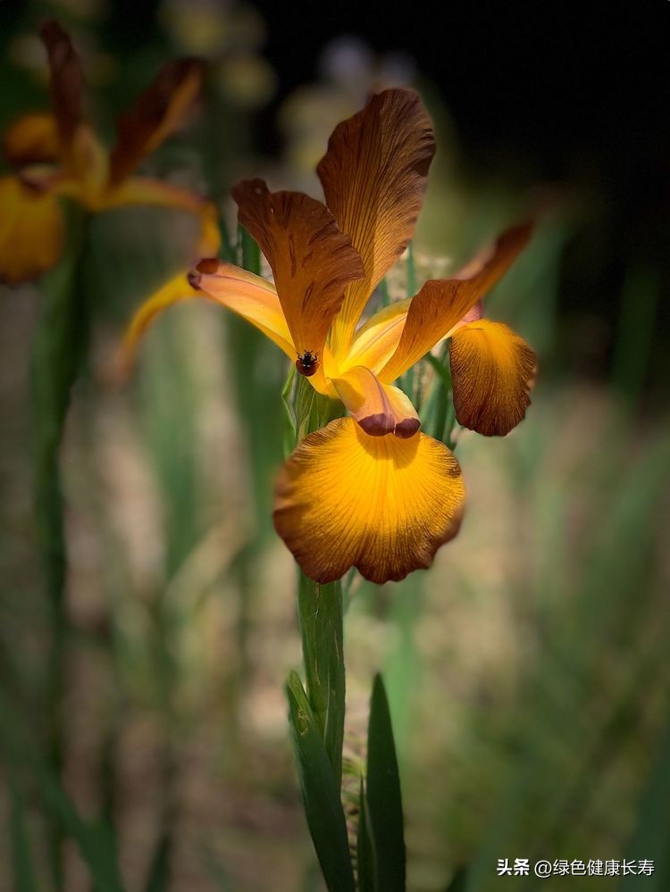 世界花园风景,世界花园